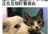 抖音付费上热门有用吗
:自媒体平台发的那些付费教程真的有用吗？