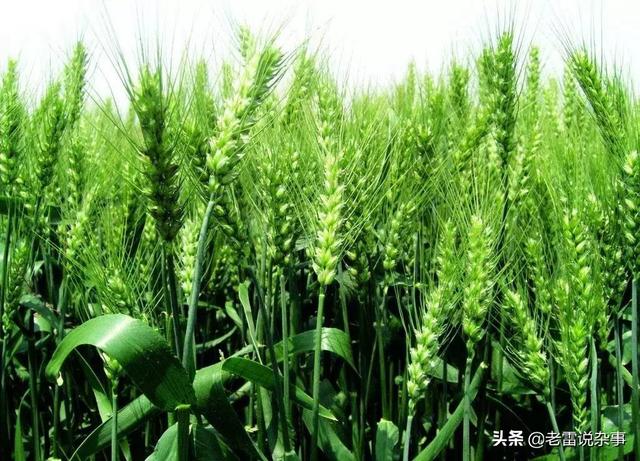 绿色营销案例
:绿色消费浪潮兴起对农产品绿色营销有什么好处？