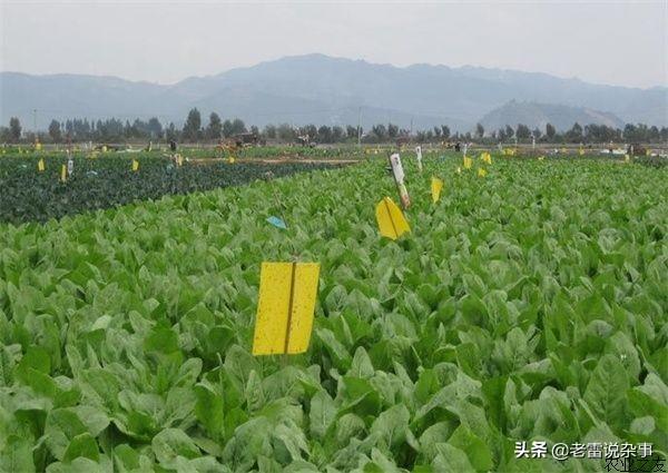 绿色营销案例
:绿色消费浪潮兴起对农产品绿色营销有什么好处？