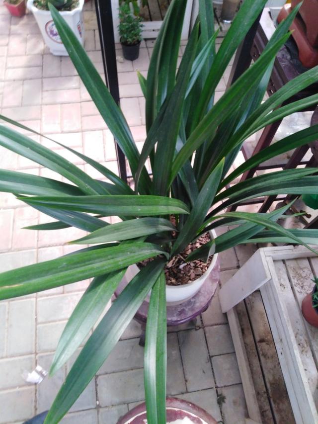 花店营销策略
:买花卉一年能挣多少钱？