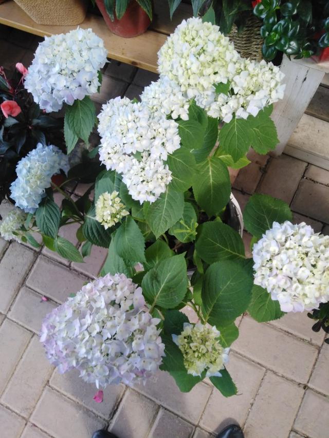 花店营销策略
:买花卉一年能挣多少钱？