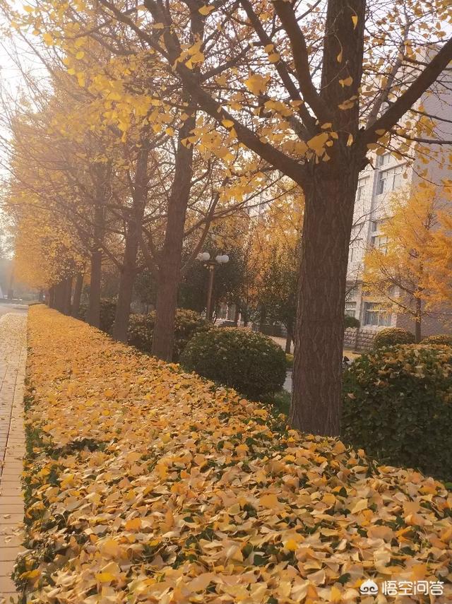 什么叫佛系营销
:你觉得什么是“佛系”生活？