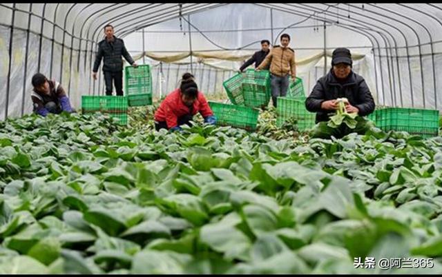 农产品直播带货的营销策略
:大家谈谈对农产品直播卖货的感受？