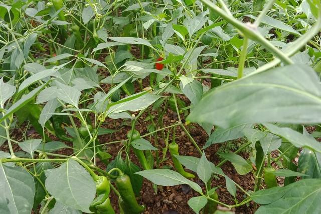 善因营销
:在农村专业种植蔬菜卖怎么样？能比打份普工强吗？