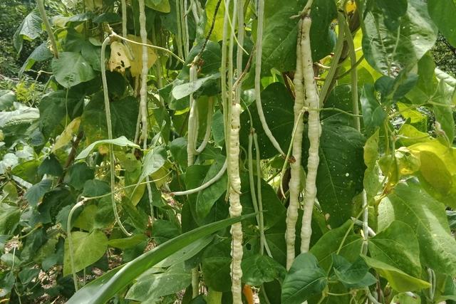 善因营销
:在农村专业种植蔬菜卖怎么样？能比打份普工强吗？