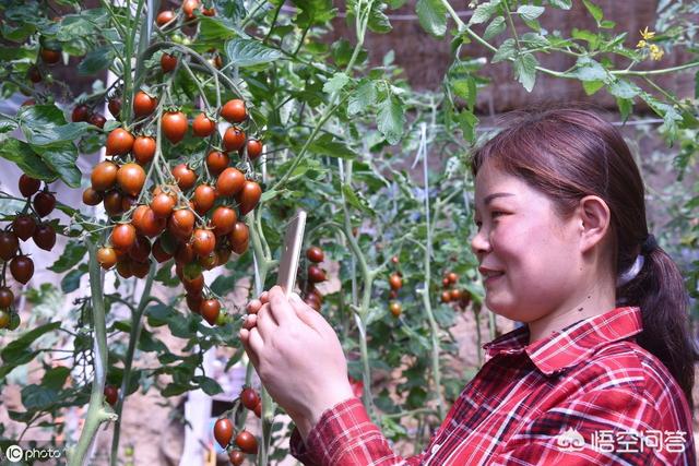 直播营销方案
:农产品销售的短视频+直播模式势头很火，新入手者有哪些注意事项？