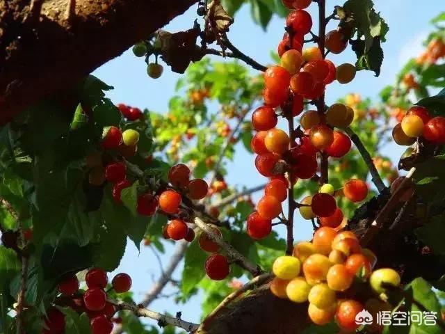 果树认领营销手法
:果树认养是如何提高农民收入的？怎么运作？谢谢老师回答🙏？