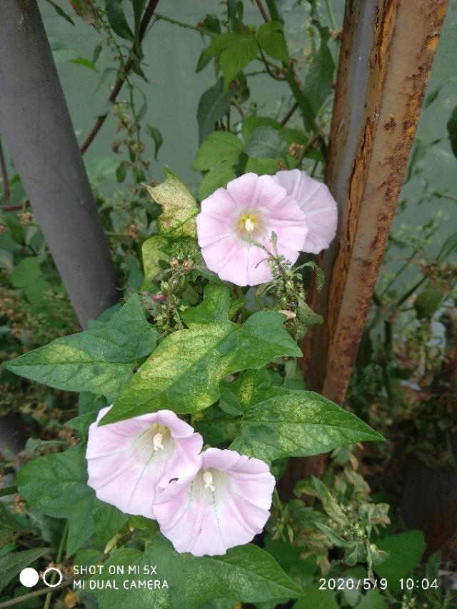 抖音上面上热门的粉丝是哪里来的
:关注十几个，粉丝却上百万是怎么做到的的？