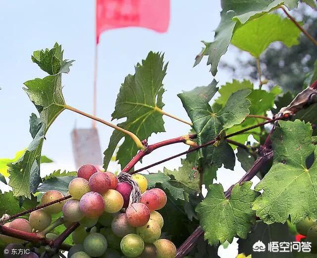 怎么样可以在抖音上卖东西
:抖音里总是有人发出水果卖不出去，果农坐地里痛哭，为什么就不便宜卖出去？