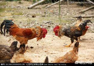 抖音营销策略分析
:散养优质土鸡如何扩大网络销售？如何能够盈利？