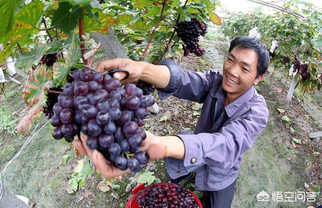 网上营销
:自家农产品怎么在网络上销售？