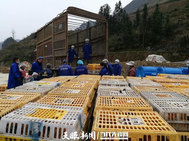 卖鸡的营销手段(卖鸡的营销手段利用人性贪婪和赌)