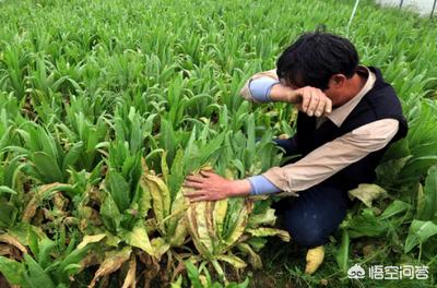 互联网营销价格
:农产品通过互联网销售出去，人工费、运费这个算下来总体还比市面上价格贵，你会买吗？